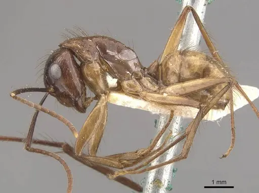 Camponotus atriceps - CASENT0910334