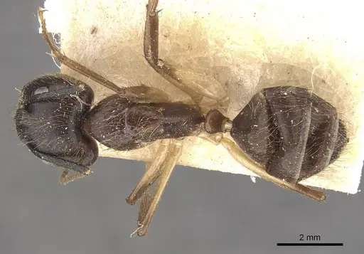 Camponotus atriceps - CASENT0910335