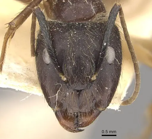 Camponotus atriceps - CASENT0910335