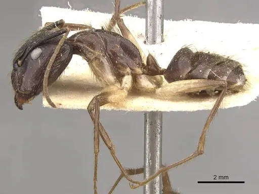 Camponotus atriceps - CASENT0910335