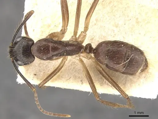 Camponotus atriceps - CASENT0910336