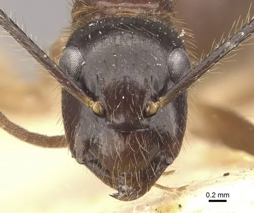 Camponotus atriceps - CASENT0910336