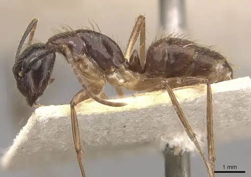 Camponotus atriceps - CASENT0910336