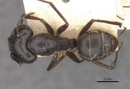 Camponotus atriceps - CASENT0910337