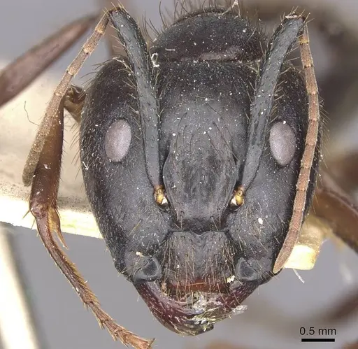 Camponotus atriceps - CASENT0910337