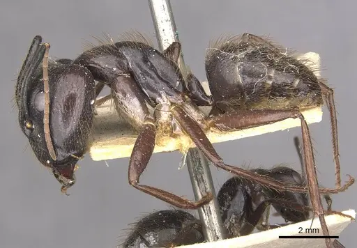 Camponotus atriceps - CASENT0910337