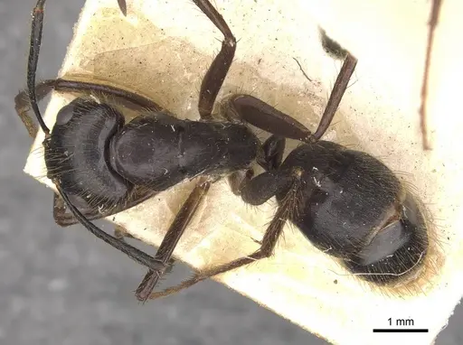 Camponotus atriceps - CASENT0910338