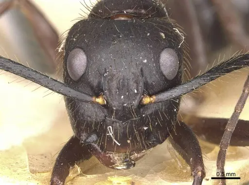 Camponotus atriceps - CASENT0910338