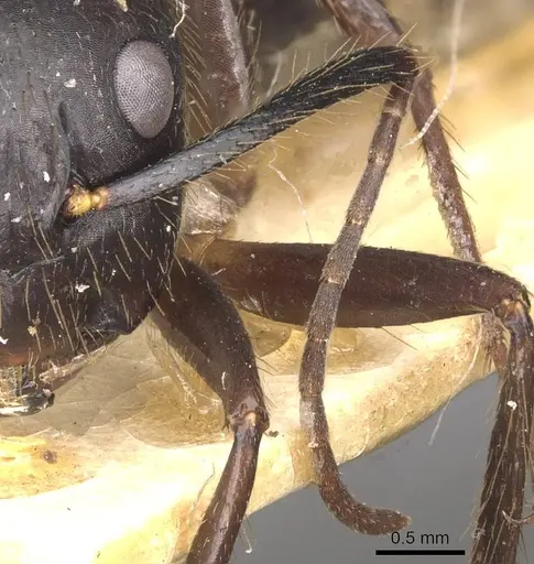 Camponotus atriceps - CASENT0910338