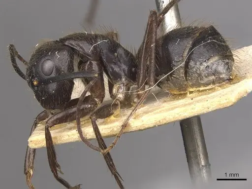 Camponotus atriceps - CASENT0910338