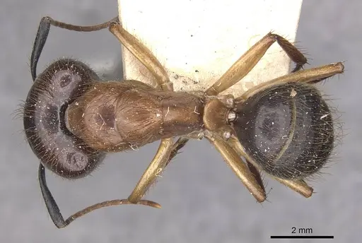 Camponotus atriceps - CASENT0910339