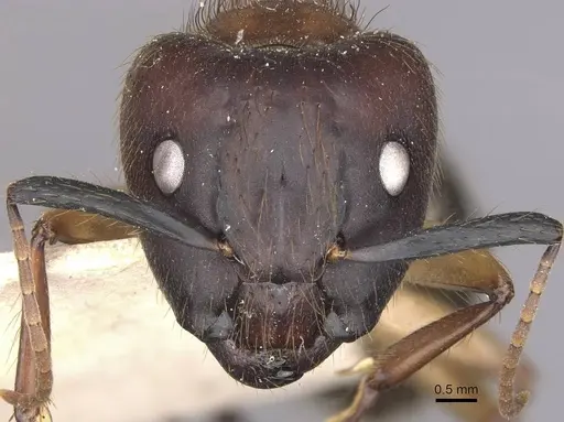 Camponotus atriceps - CASENT0910339