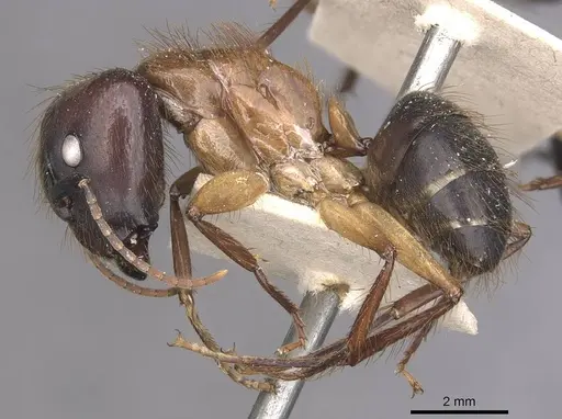 Camponotus atriceps - CASENT0910339