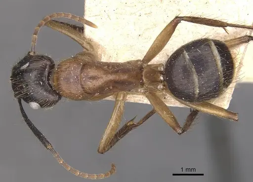 Camponotus atriceps - CASENT0910340