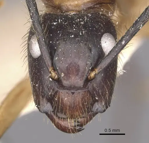 Camponotus atriceps - CASENT0910340