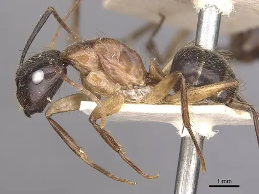 Camponotus atriceps - CASENT0910340