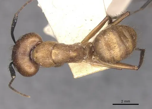 Camponotus atriceps - CASENT0910341