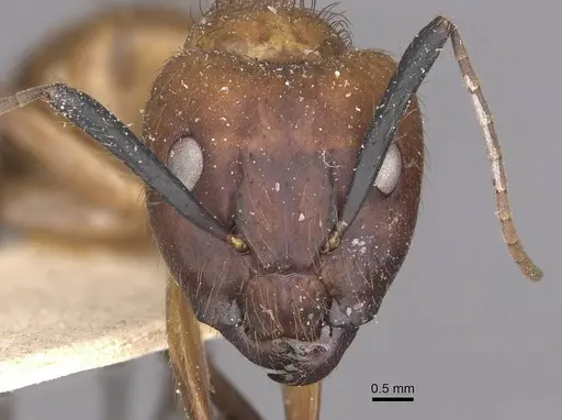Camponotus atriceps - CASENT0910341