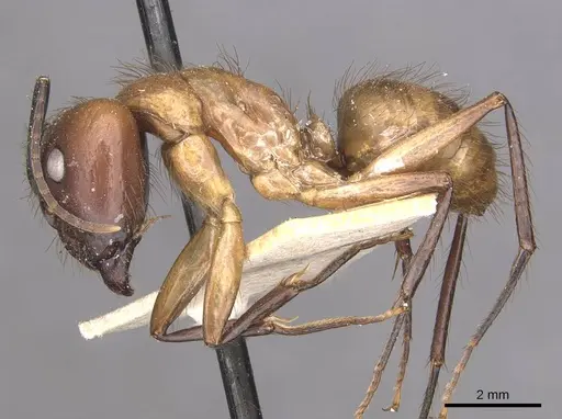 Camponotus atriceps - CASENT0910341