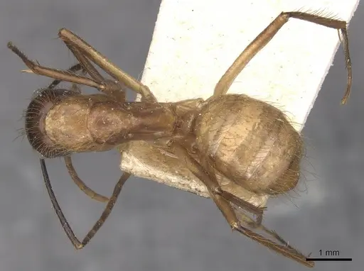 Camponotus atriceps - CASENT0910342