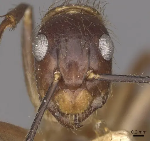 Camponotus atriceps - CASENT0910342