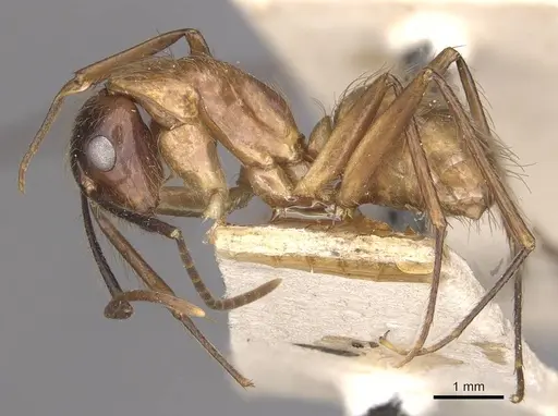 Camponotus atriceps - CASENT0910342