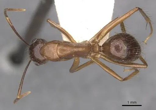Camponotus atriceps - CASENT0910343