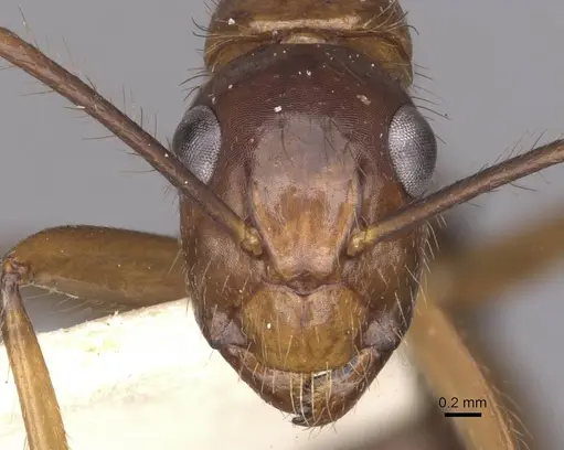 Camponotus atriceps - CASENT0910343
