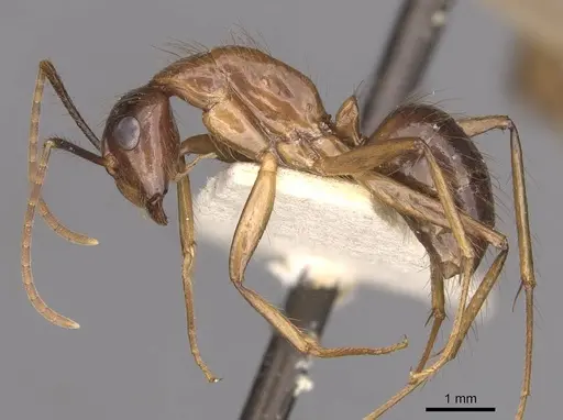 Camponotus atriceps - CASENT0910343