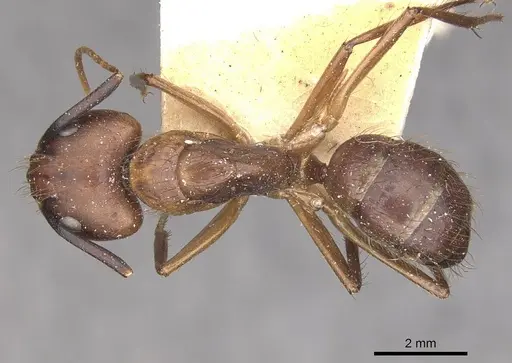 Camponotus atriceps - CASENT0910344