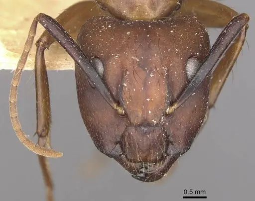 Camponotus atriceps - CASENT0910344