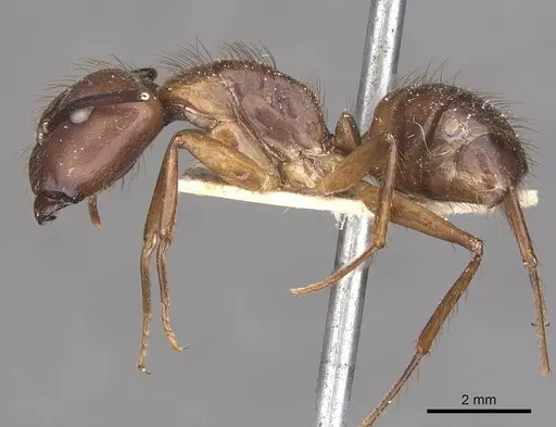 Camponotus atriceps - CASENT0910344