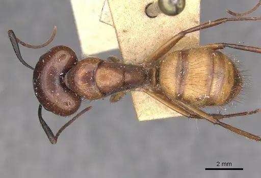 Camponotus atriceps - CASENT0910356