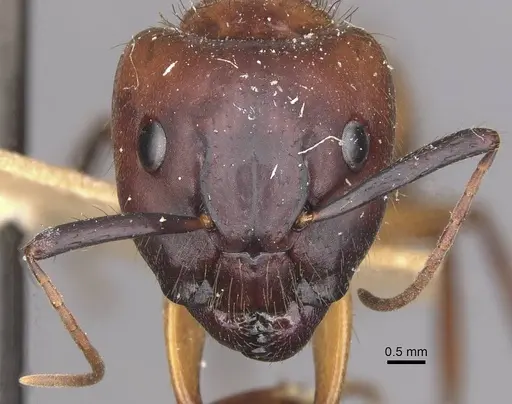 Camponotus atriceps - CASENT0910356