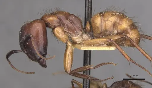 Camponotus atriceps - CASENT0910356