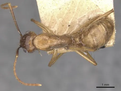Camponotus atriceps - CASENT0910357