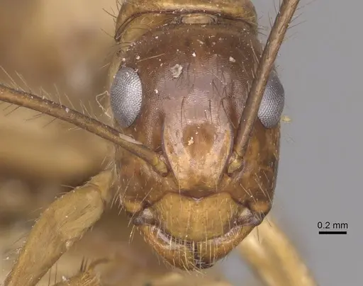 Camponotus atriceps - CASENT0910357