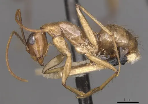 Camponotus atriceps - CASENT0910357