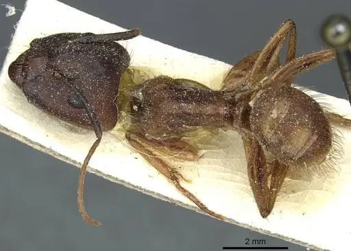 Camponotus atriceps - CASENT0911794