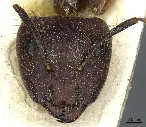 Camponotus atriceps - CASENT0911794