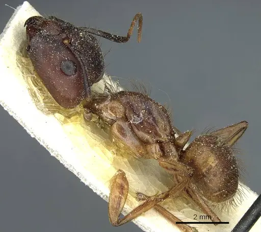 Camponotus atriceps - CASENT0911794