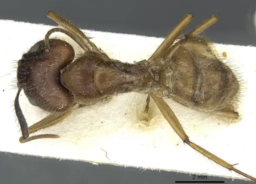 Camponotus atriceps - CASENT0911795