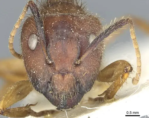 Camponotus atriceps - CASENT0911795