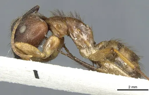 Camponotus atriceps - CASENT0911795