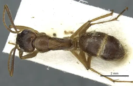 Camponotus atriceps - CASENT0911796