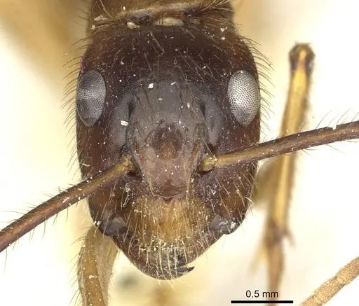 Camponotus atriceps - CASENT0911796