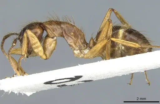 Camponotus atriceps - CASENT0911796