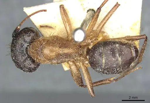 Camponotus atriceps - CASENT0911797