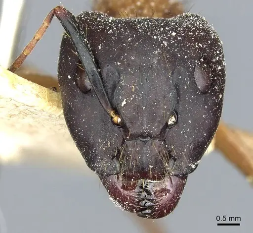 Camponotus atriceps - CASENT0911797