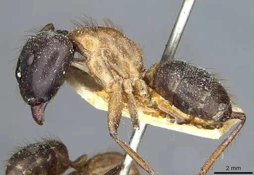 Camponotus atriceps - CASENT0911797